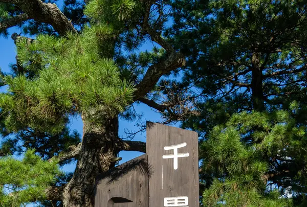 千畳敷展望台の写真・動画_image_460792