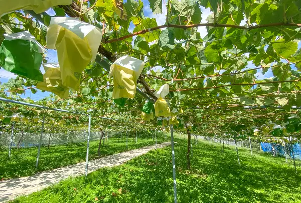 信州フルーツランド 信州中野インター店の写真・動画_image_460933