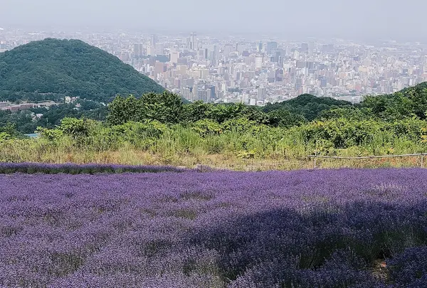 幌見峠ラベンダー園の写真・動画_image_461543
