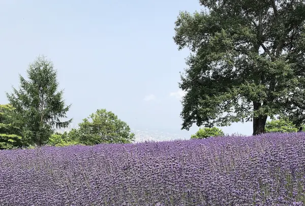 幌見峠ラベンダー園の写真・動画_image_461544