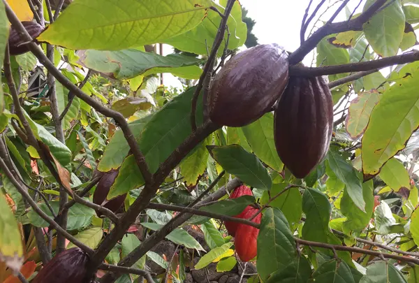Dole Plantationの写真・動画_image_462267