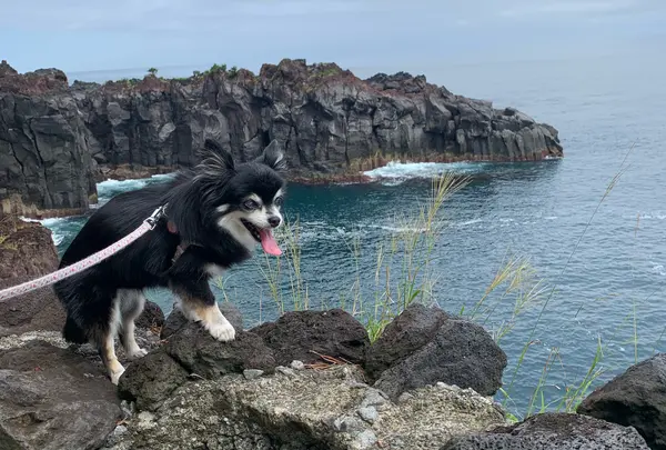 気分はサスペンスドラマ