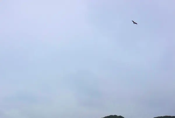 森戸海岸の写真・動画_image_463400