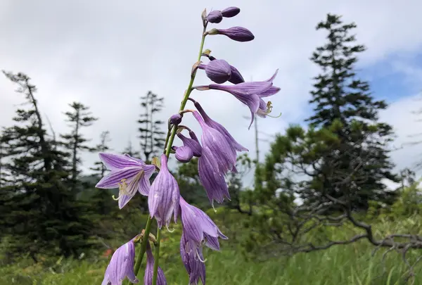 神仙沼の写真・動画_image_463585