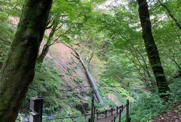 白糸の滝の写真・動画_image_463592