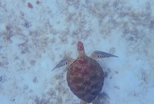 タンディーマリンの写真・動画_image_463764