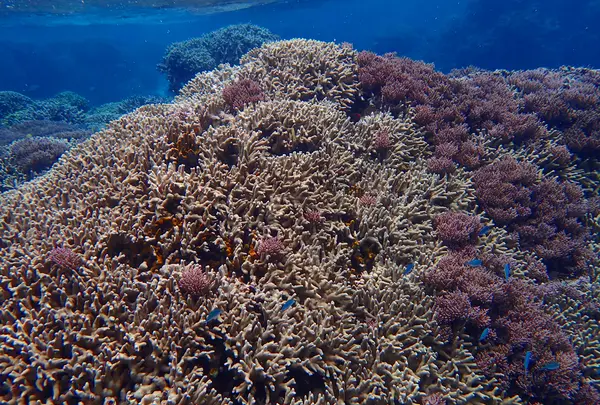 タンディーマリンの写真・動画_image_463765