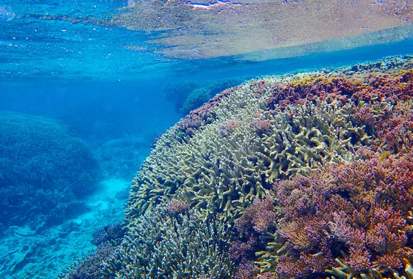 タンディーマリンの写真・動画_image_463766