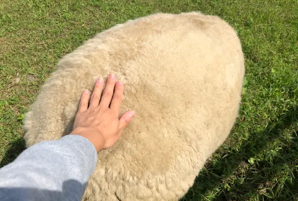 いわぬまひつじ村の写真・動画_image_464141