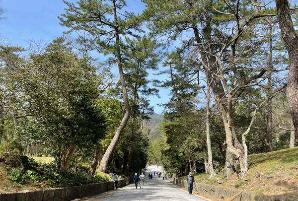 出雲大社の写真・動画_image_464454