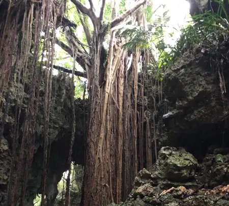 ガンガラーの谷の写真・動画_image_464562
