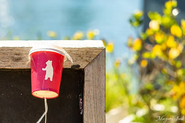 The Flying Bearの写真・動画_image_464589