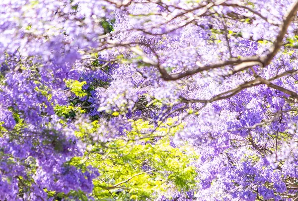 McDougall Stの写真・動画_image_464591