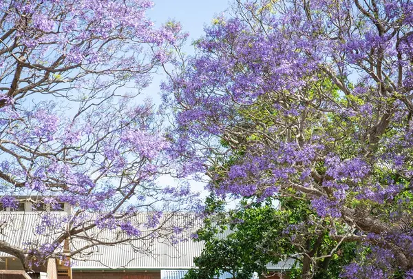 バラックス保護区の写真・動画_image_464606