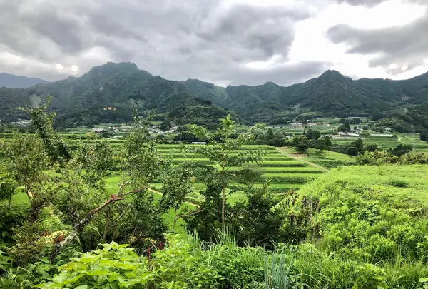 高千穂手打ち蕎麦 おたに家の写真・動画_image_465476