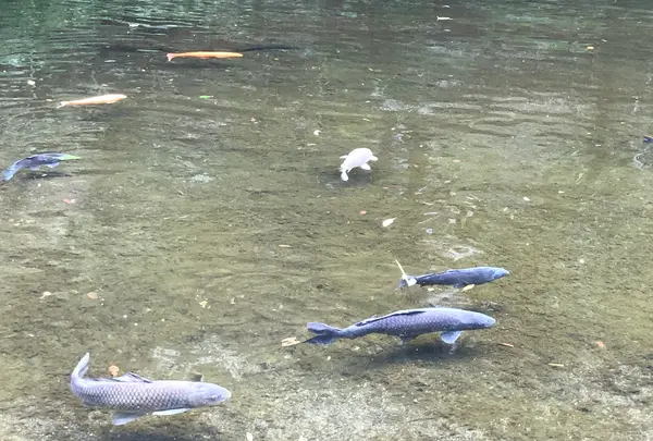 高千穂峡の写真・動画_image_465503