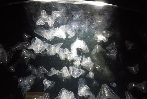 クラゲ水族館への道・その2
