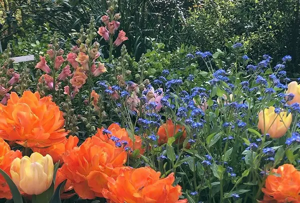 アカオハーブ＆ローズガーデンの写真・動画_image_469648