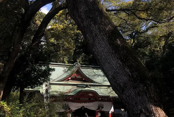 來宮神社の写真・動画_image_469669