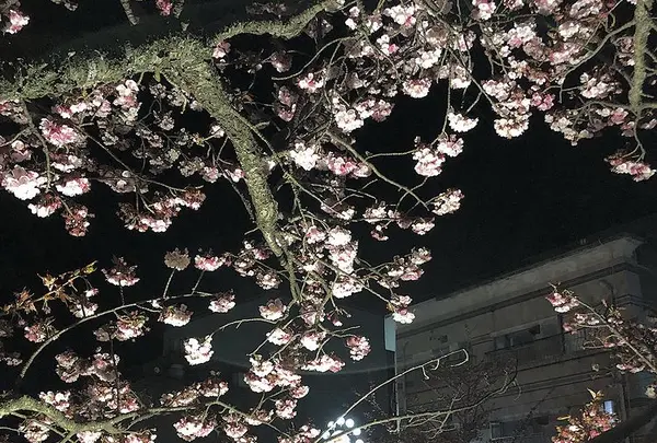 熱海銀座の写真・動画_image_469736