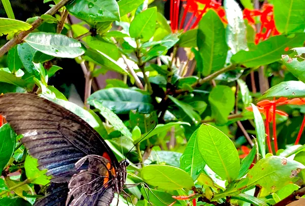 大石林山の写真・動画_image_470006