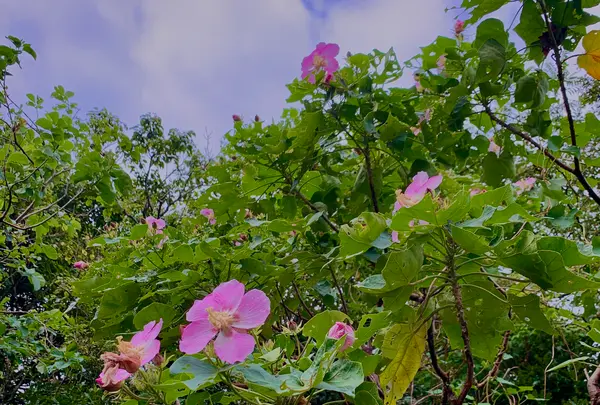 大石林山の写真・動画_image_470007