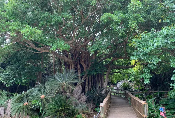 大石林山の写真・動画_image_470013