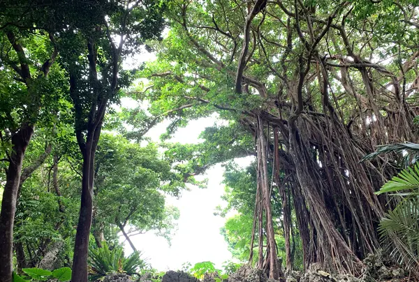 大石林山の写真・動画_image_470014