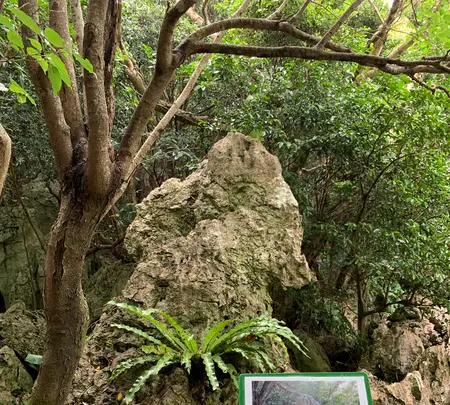 大石林山の写真・動画_image_470016