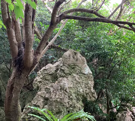 大石林山の写真・動画_image_470017