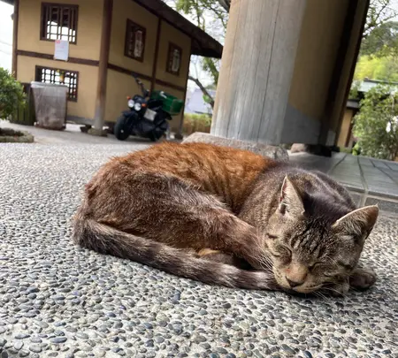 文学のこみちの写真・動画_image_470165