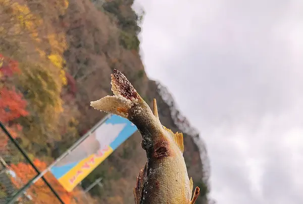 袋田の滝の写真・動画_image_470363