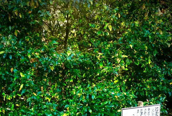 息栖神社の写真・動画_image_470371
