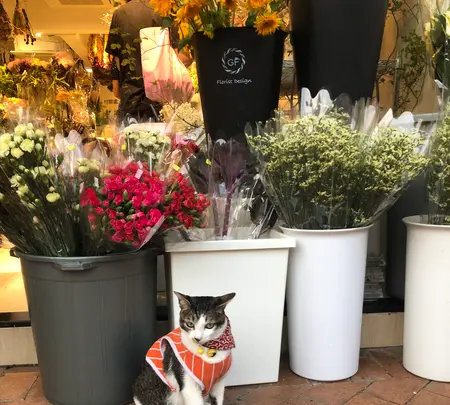 花市場の写真・動画_image_470557