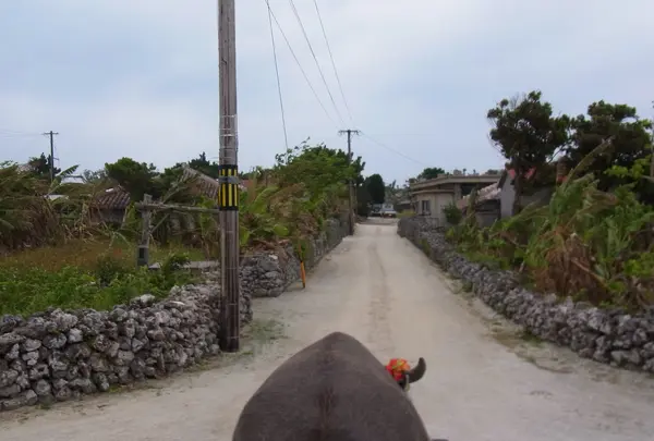(有)竹富観光センターの写真・動画_image_470581