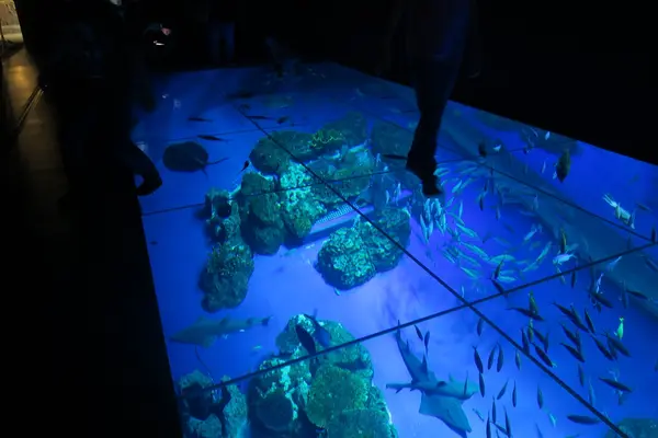 DMMかりゆし水族館の写真・動画_image_471134