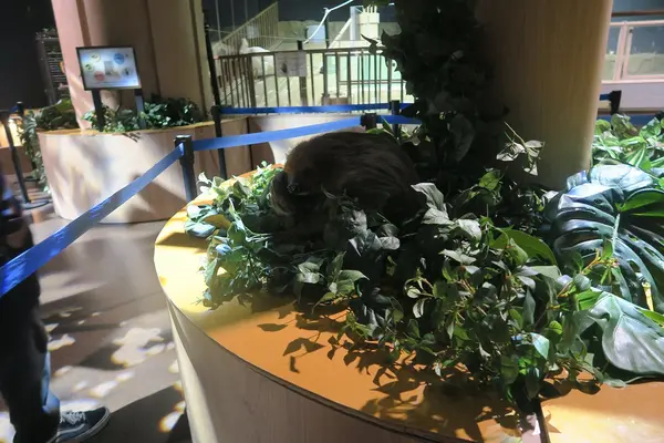 DMMかりゆし水族館の写真・動画_image_471138