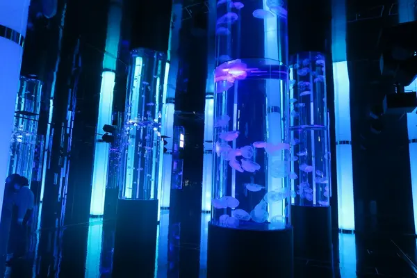 DMMかりゆし水族館の写真・動画_image_471145