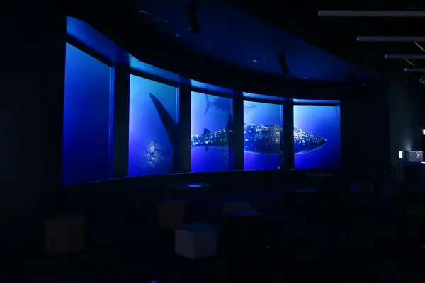 DMMかりゆし水族館の写真・動画_image_471146