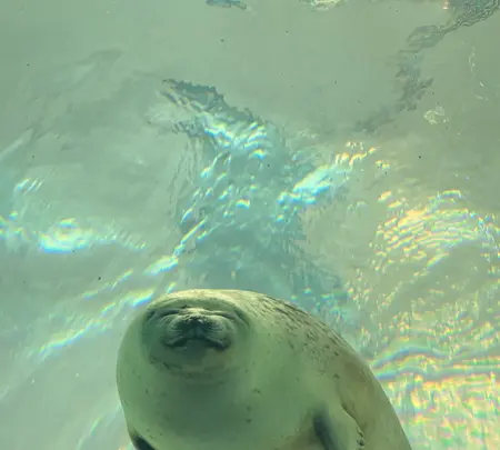 海遊館の写真・動画_image_471576