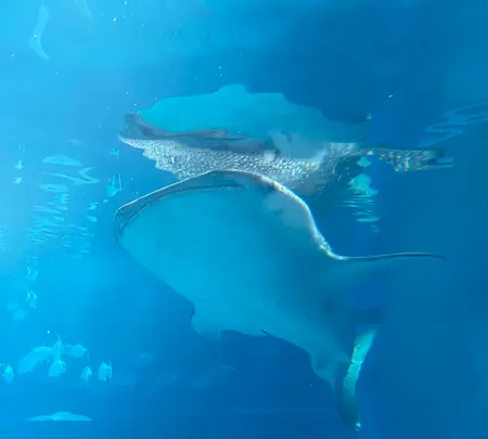 海遊館の写真・動画_image_471578