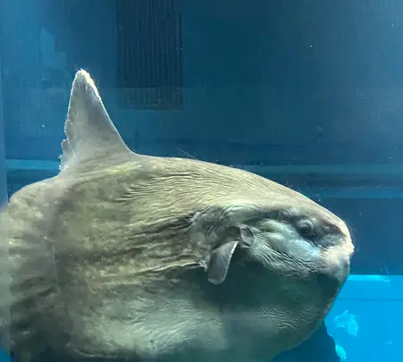 海遊館の写真・動画_image_471579