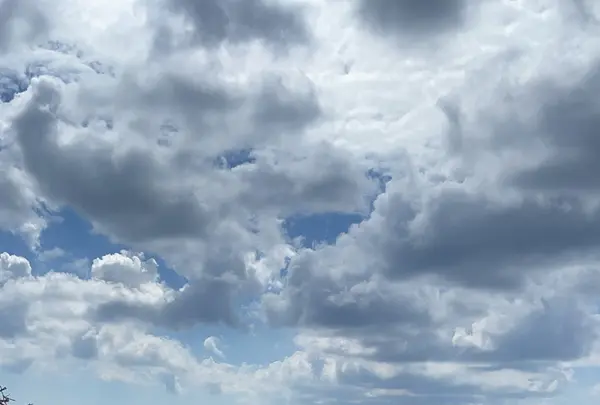 ブルータートル[Blue Turtle]の写真・動画_image_472114