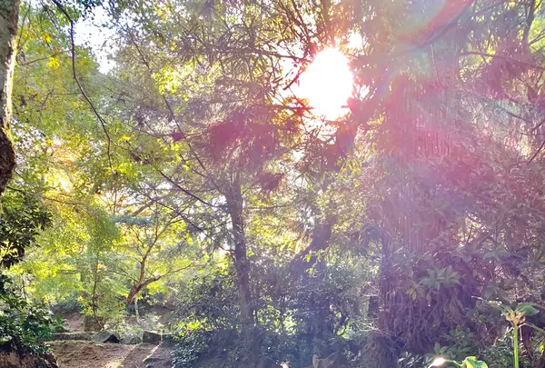 紅葉谷公園の写真・動画_image_472184