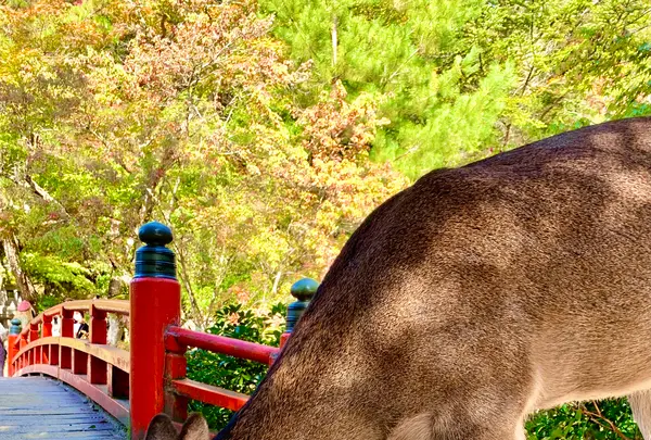 紅葉谷公園の写真・動画_image_472185