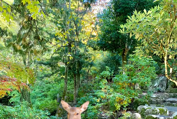 紅葉谷公園の写真・動画_image_472186