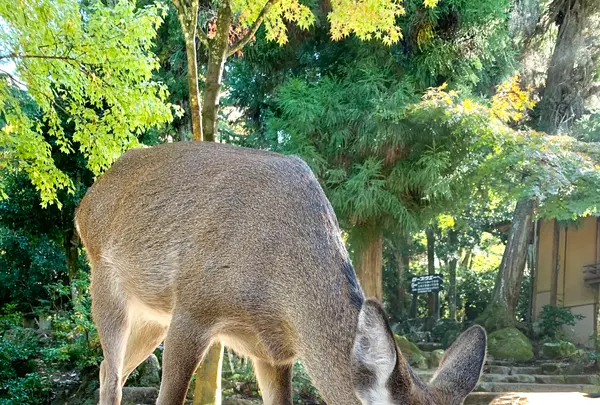 紅葉谷公園の写真・動画_image_472187