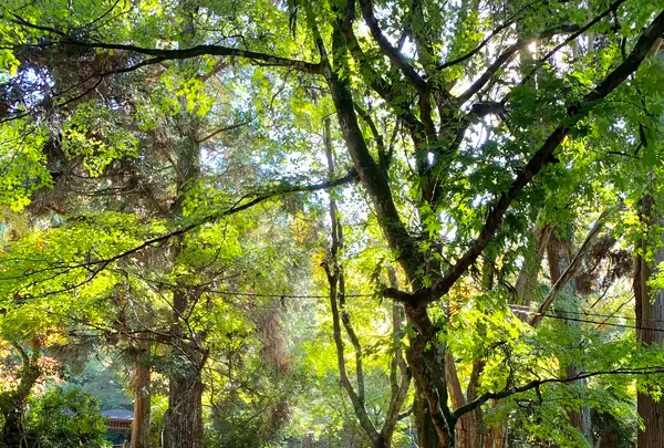 紅葉谷公園の写真・動画_image_472188
