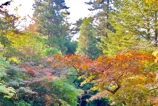 紅葉谷公園の写真・動画_image_472189
