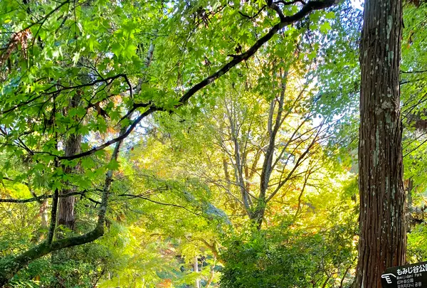 紅葉谷公園の写真・動画_image_472190